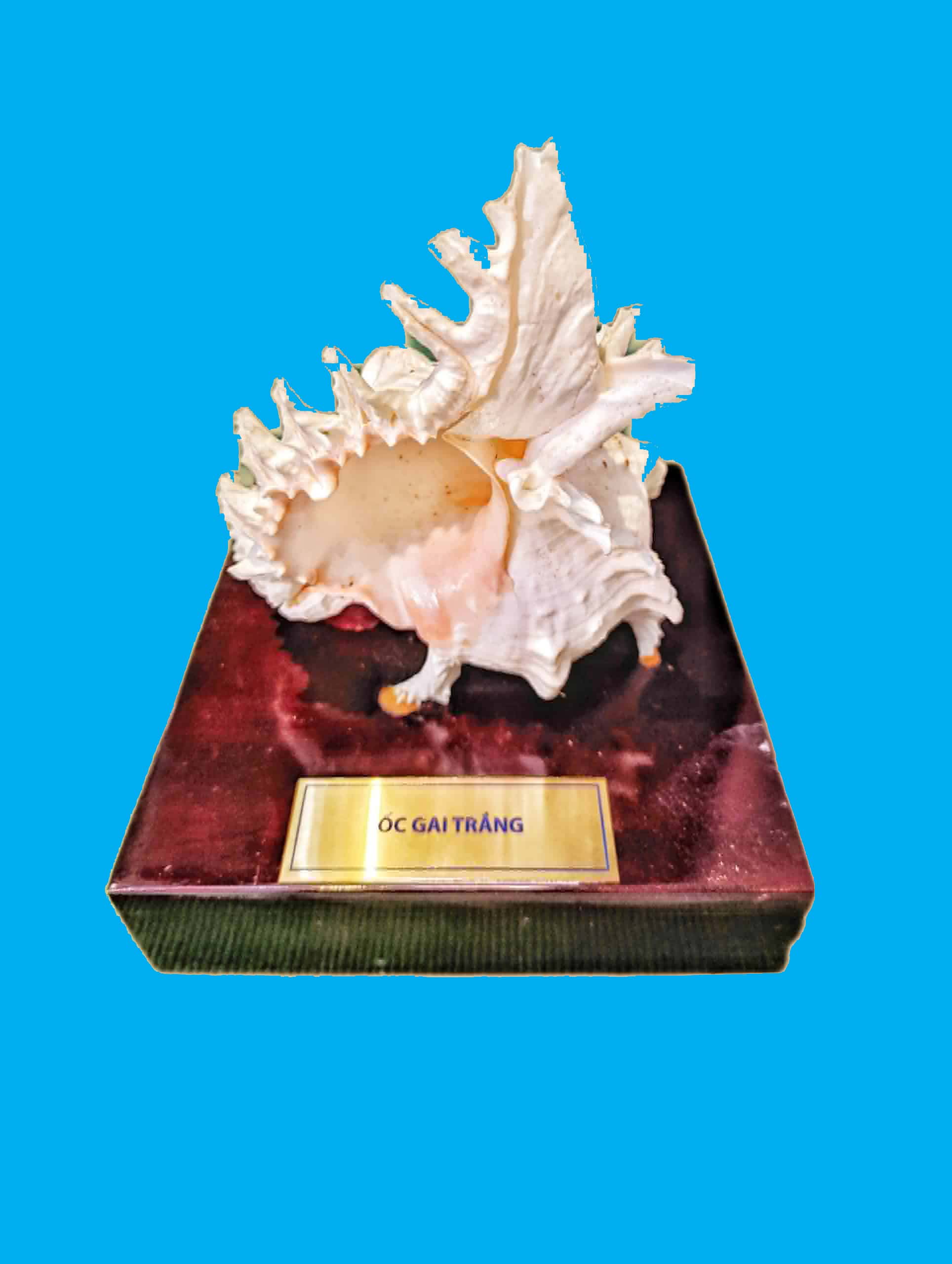 Bảo tàng Ninh thuận