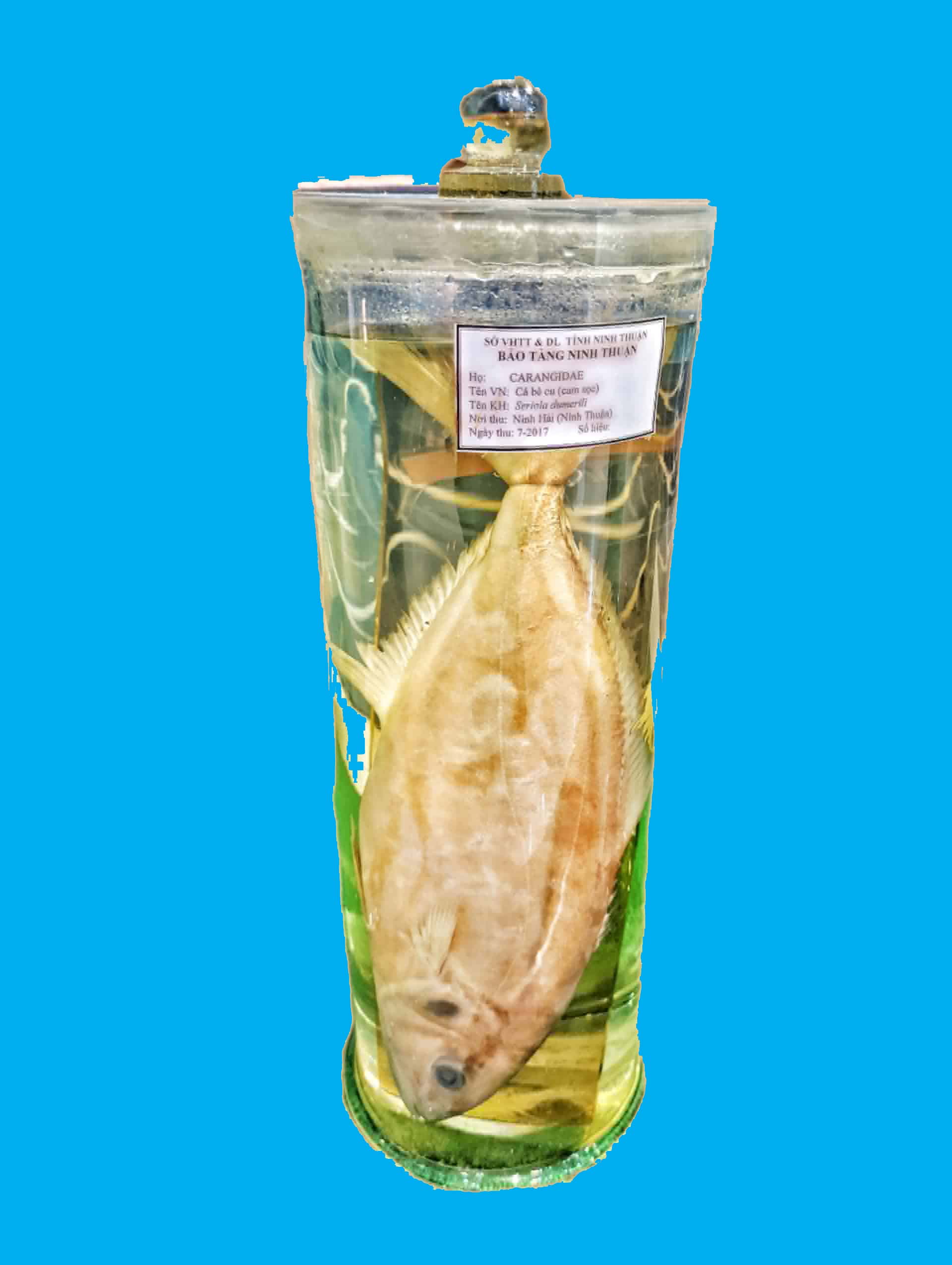 Bảo tàng Ninh thuận