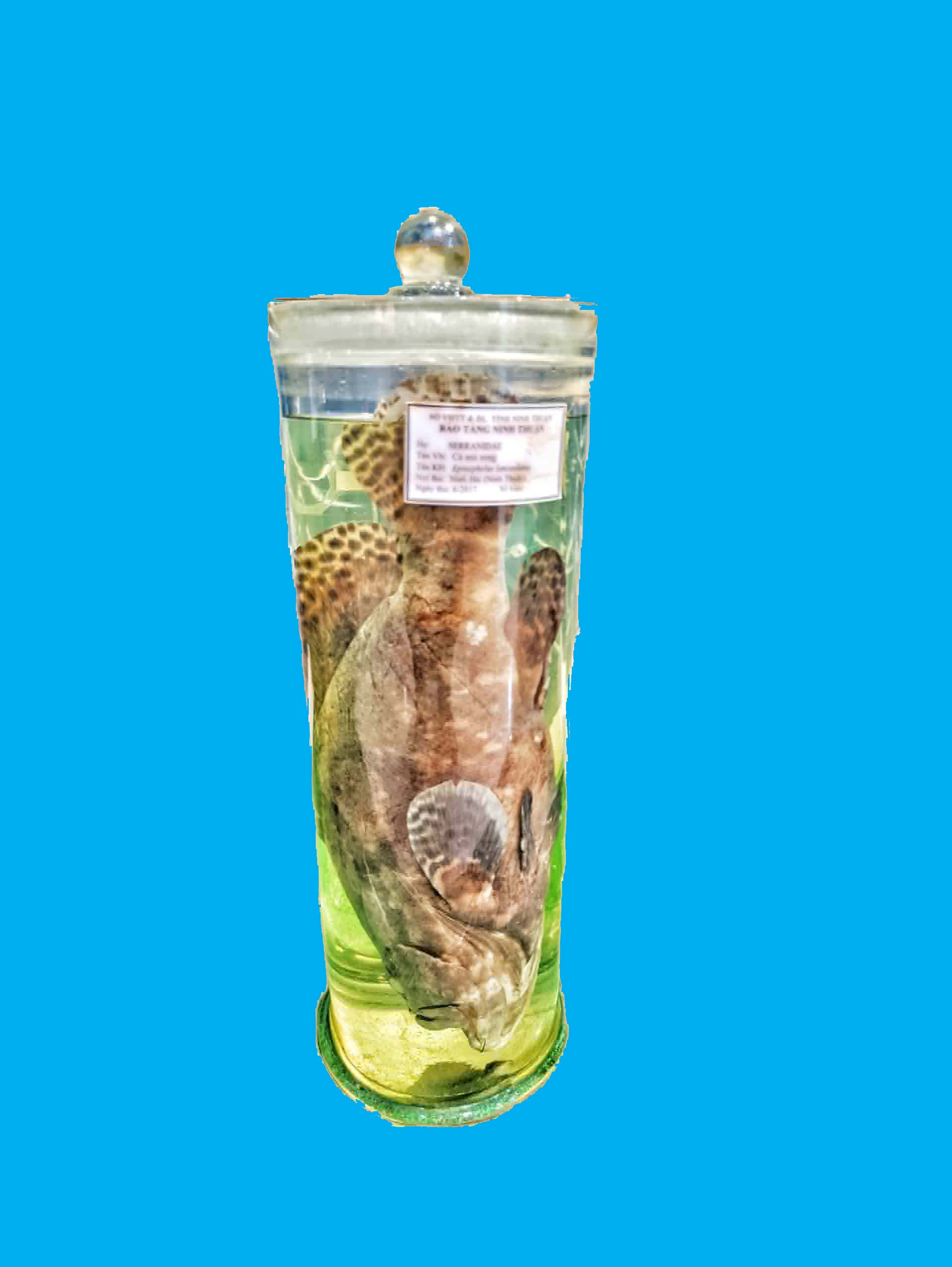 Bảo tàng Ninh thuận