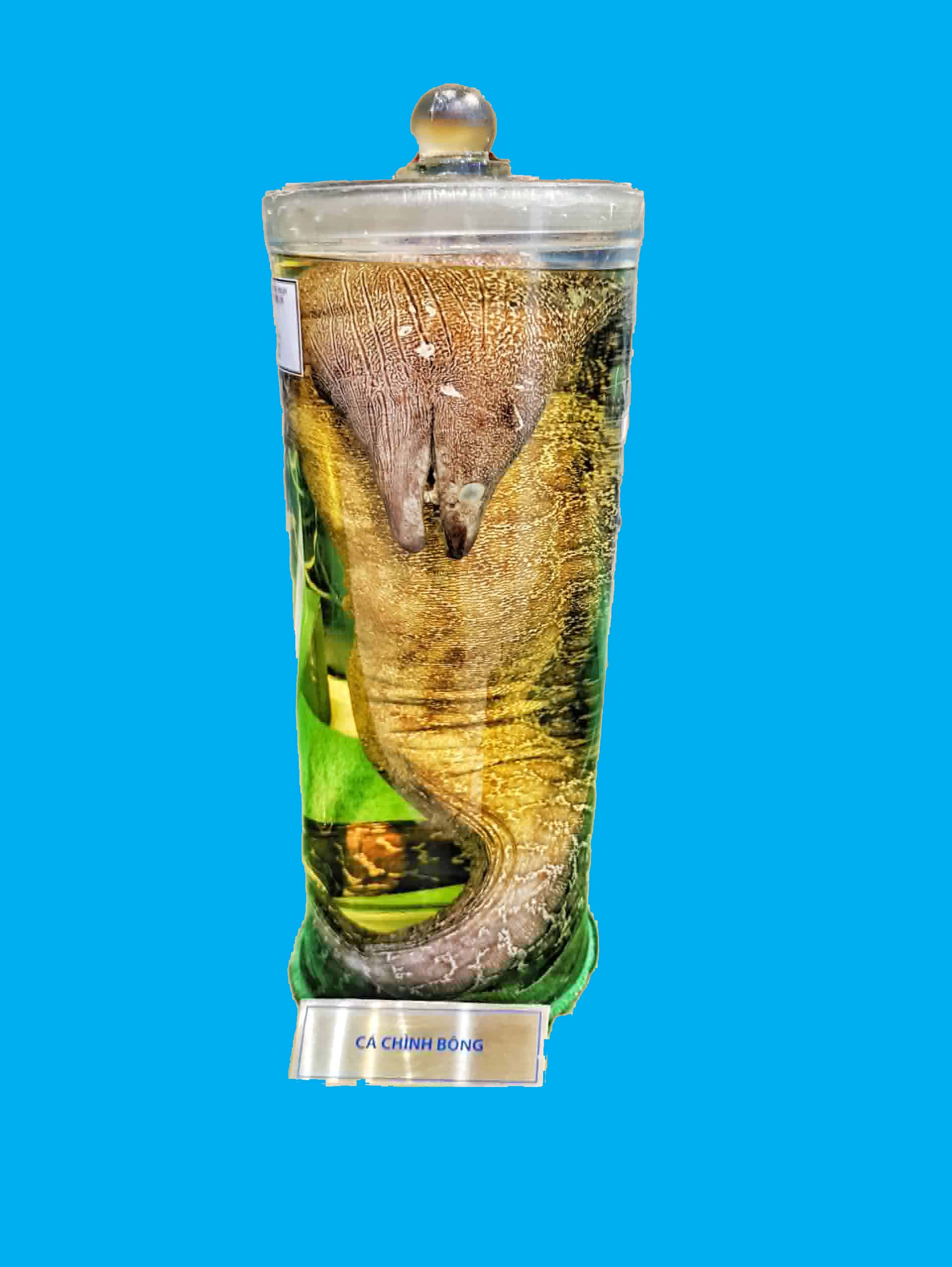 Bảo tàng Ninh thuận