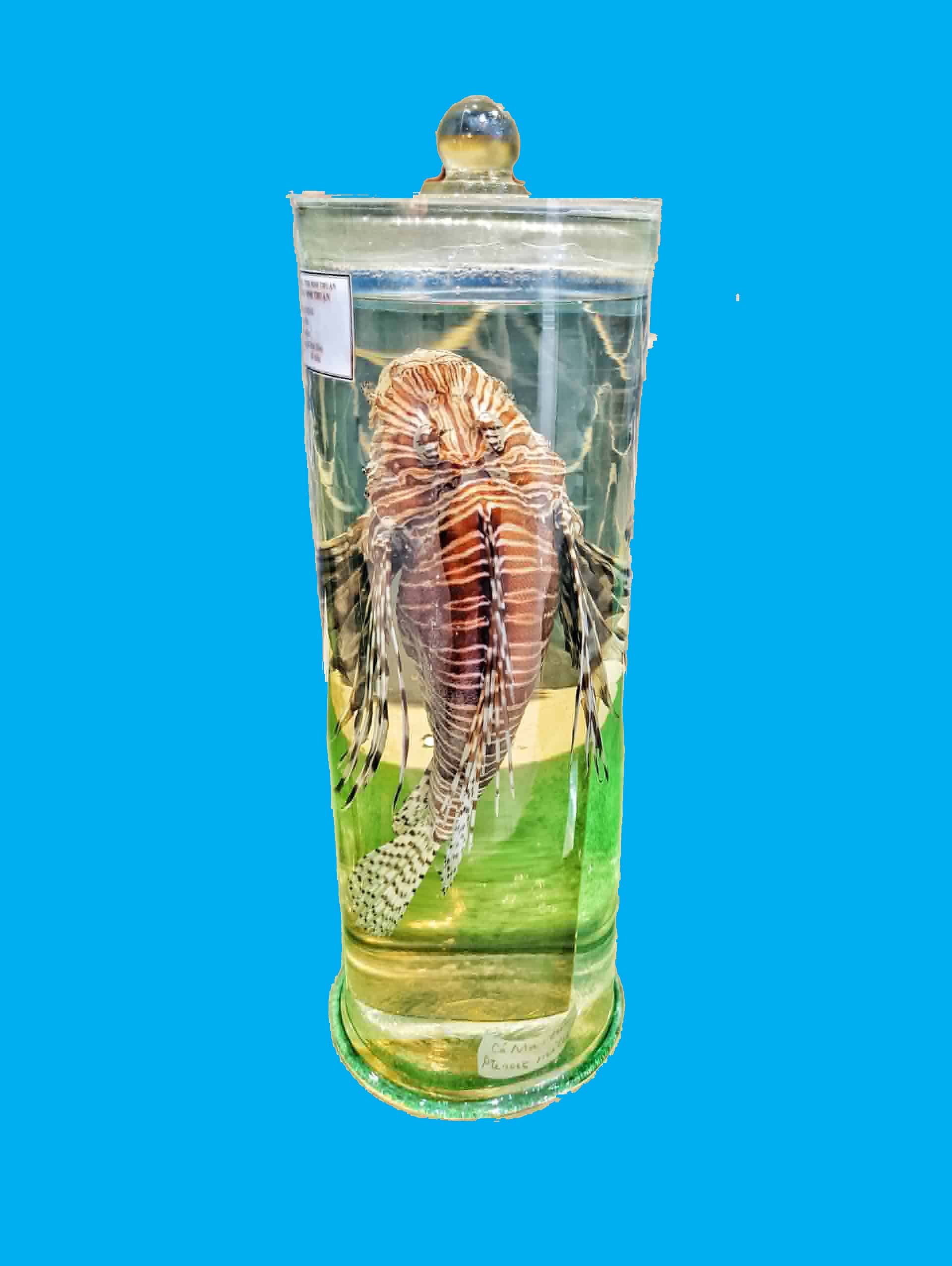 Bảo tàng Ninh thuận