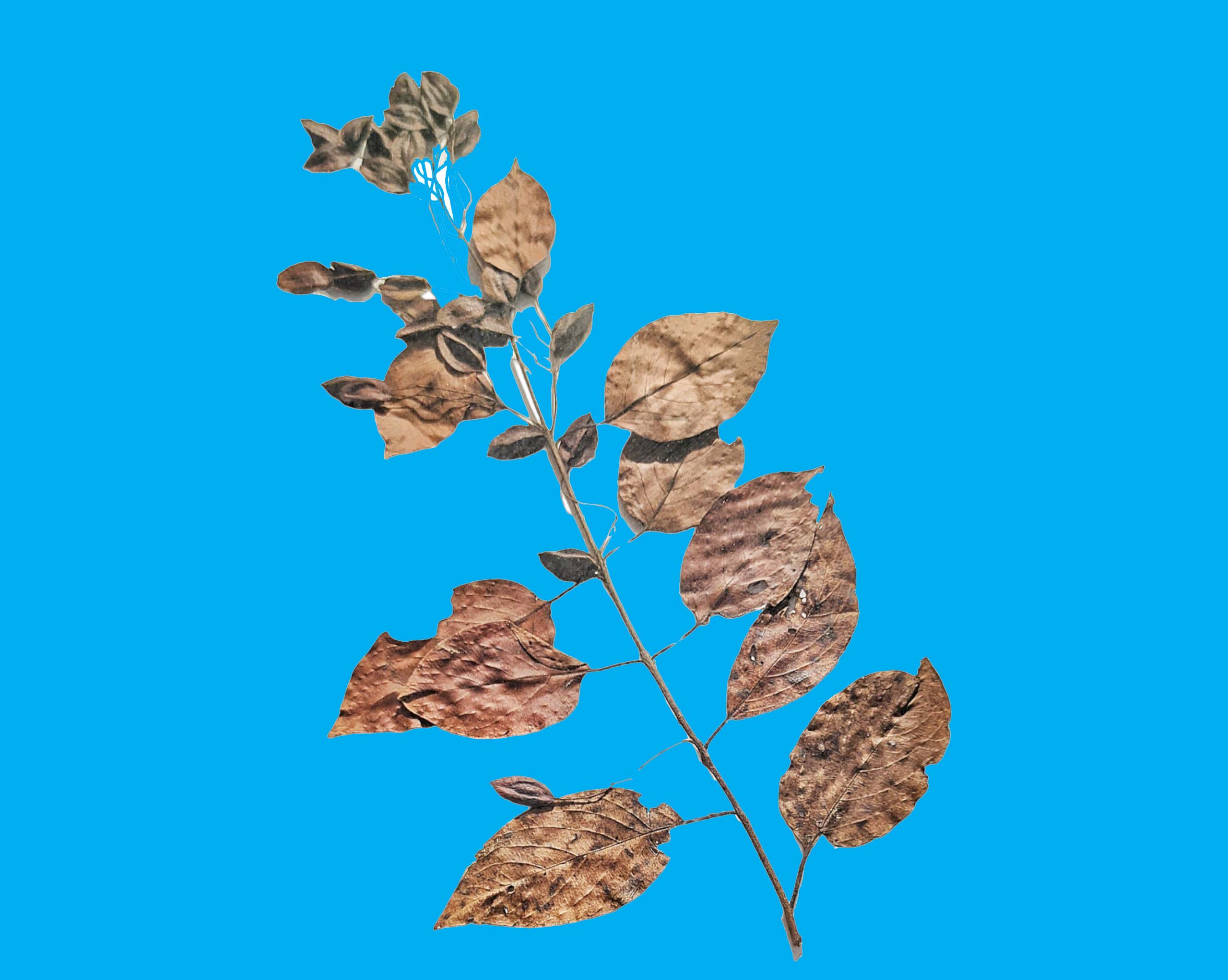 Bảo tàng Ninh thuận
