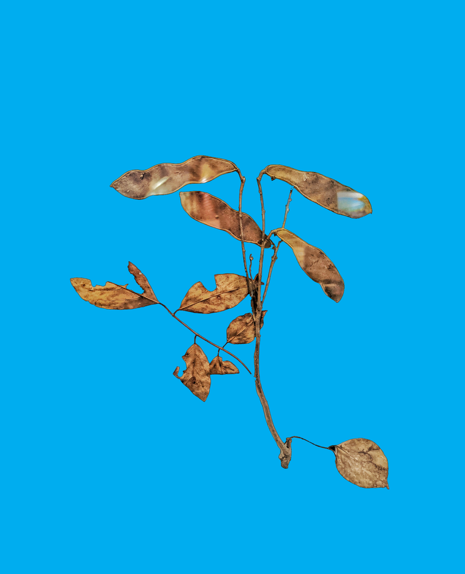 Bảo tàng Ninh thuận