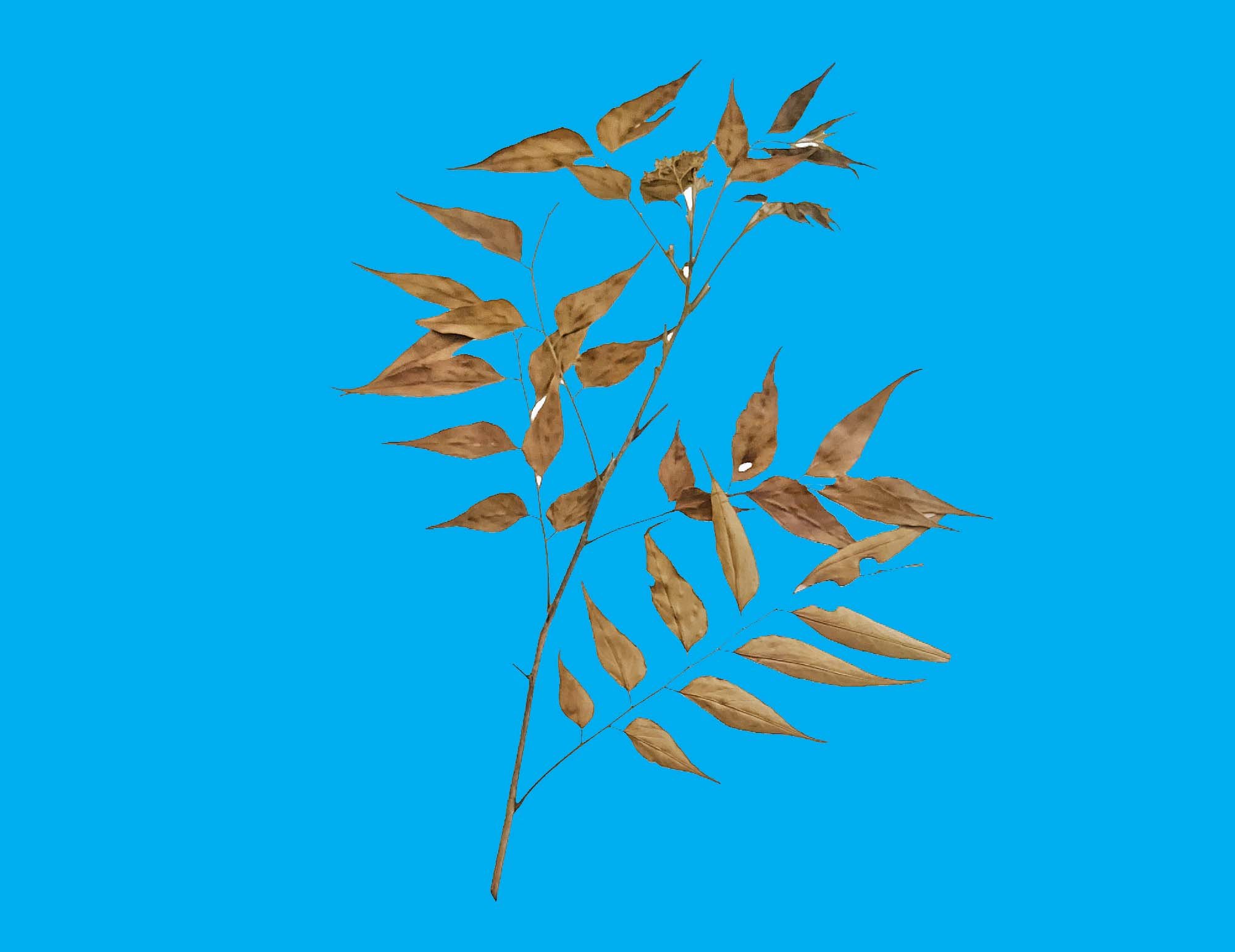Bảo tàng Ninh thuận