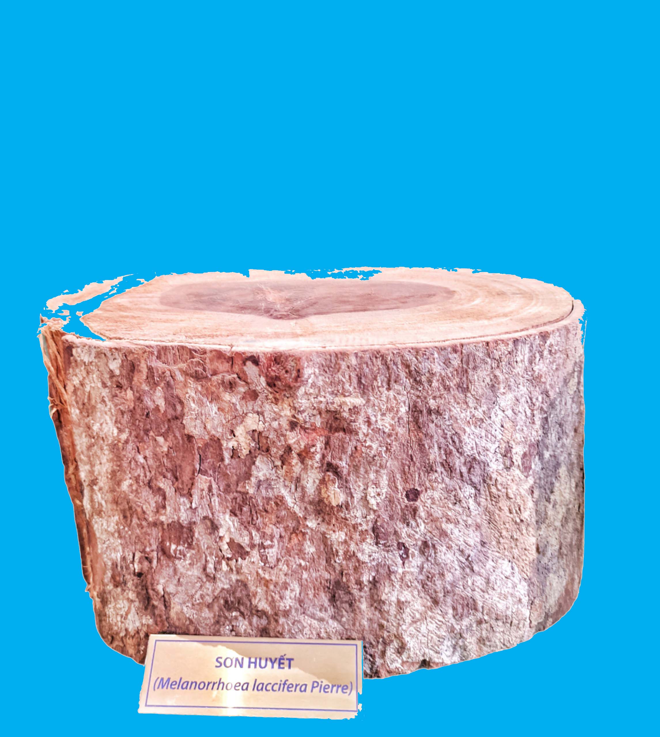 Bảo tàng Ninh thuận