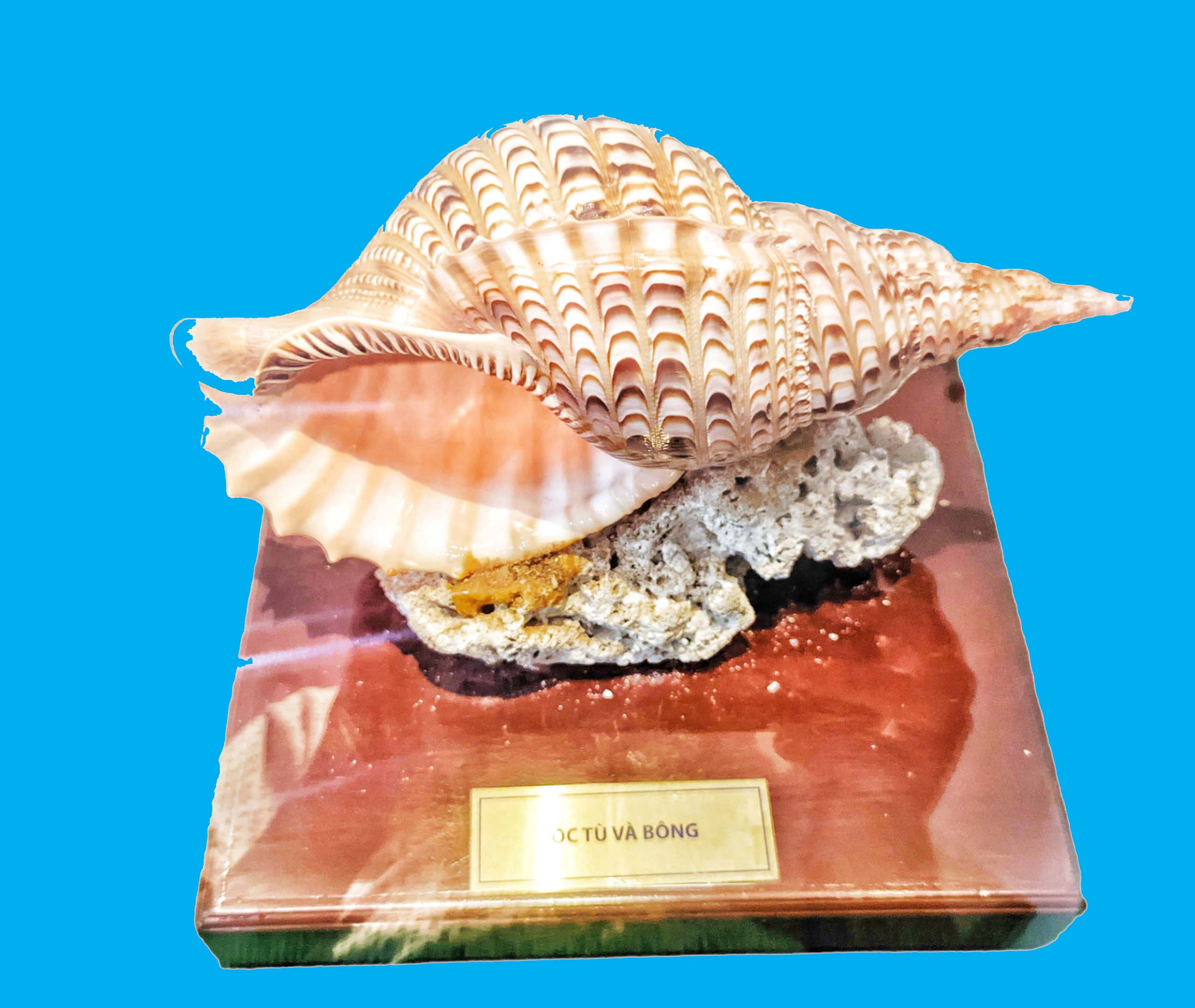 Bảo tàng Ninh thuận