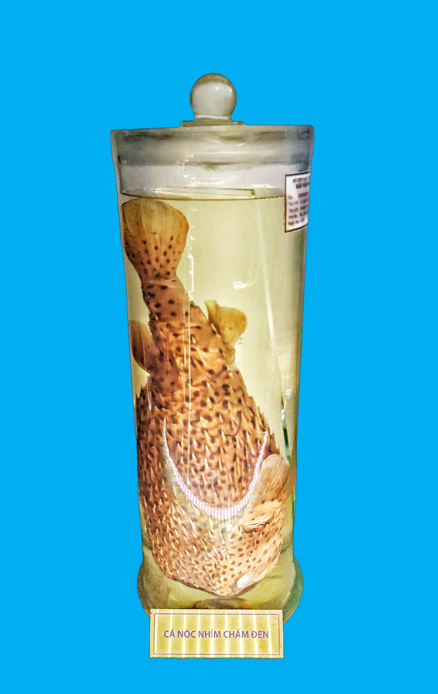 Bảo tàng Ninh thuận