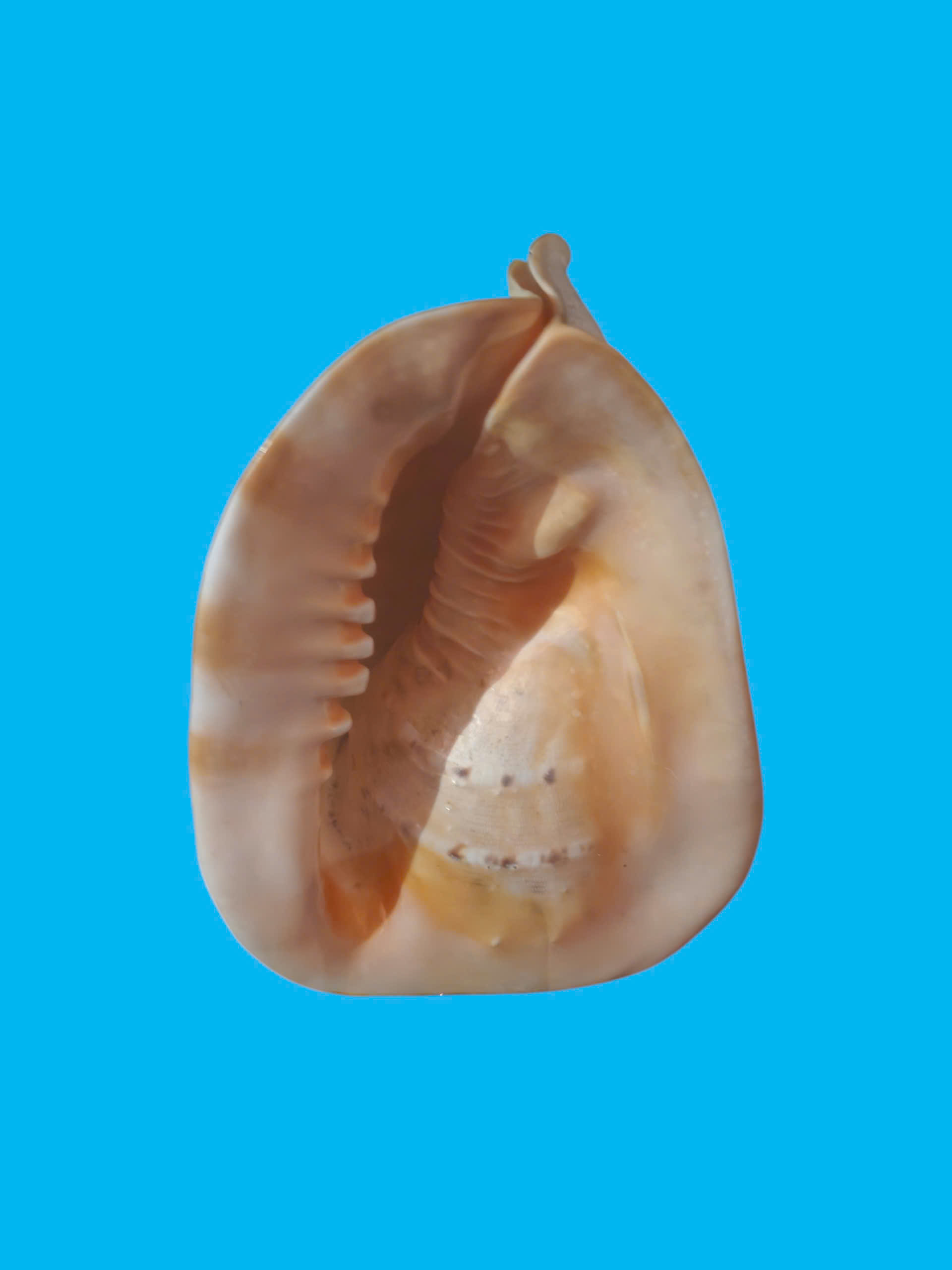 Bảo tàng Ninh thuận