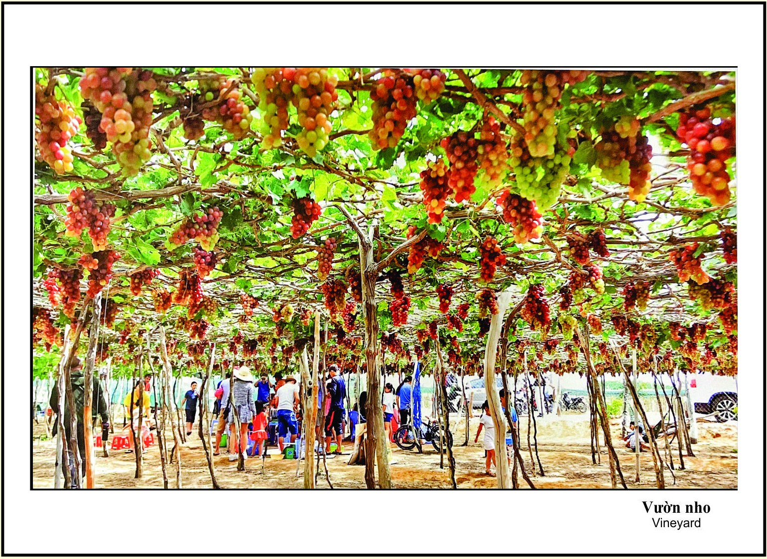Bảo tàng Ninh thuận