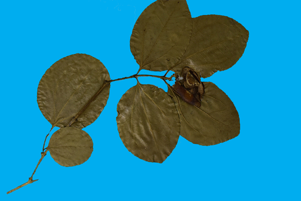 Bảo tàng Ninh thuận